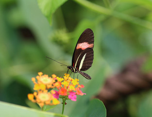 Fototapeta na wymiar Red passion flower butterfly (Heliconius erato)