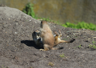 Prairie dog