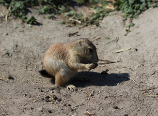 Prairie dog