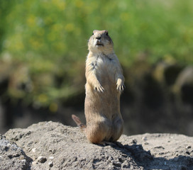 Prairie dog