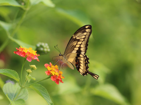 Papilio thoas