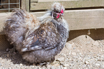 Domestic Chicken close-up