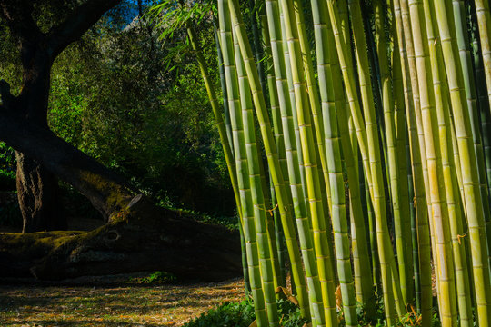 Piante di bamboo, nel giardino di ninfa