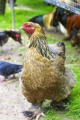Domestic Chicken close-up