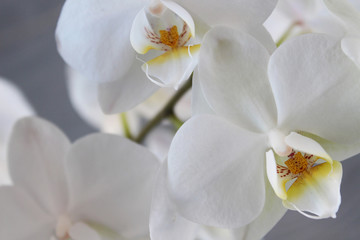 Obraz na płótnie Canvas White orchid with concrete background