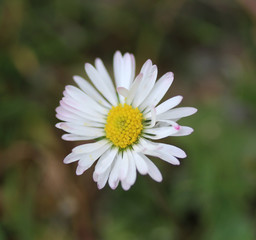common daisy (Bellis perennis) © Michael Meijer