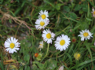 common daisy (Bellis perennis)