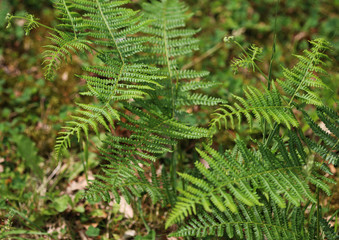 Pteridium aquilinum