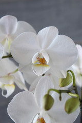 Fototapeta na wymiar White orchid with concrete background