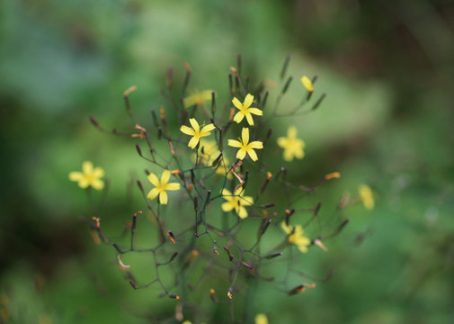 wall lettuce (Mycelis muralis)