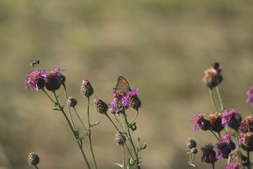 Ochsenauge auf Distel