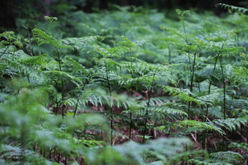 Pteridium aquilinum
