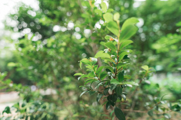 green leaves on the tree