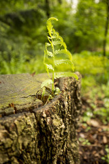 fern growing out of a log