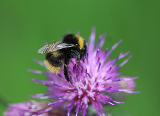 Bombus pratorum	