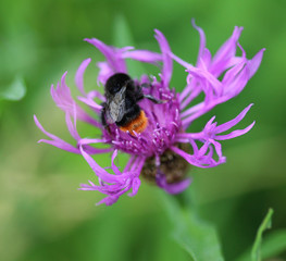 Red-tailed bumblebee (Bombus lapidarius)	
