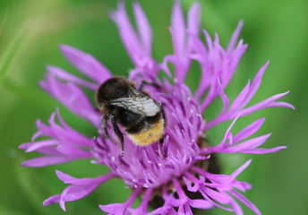 Bombus pratorum	