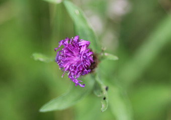 marsh thistle (Cirsium palustre)