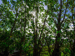 Trees and sunshine
