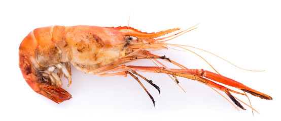Grilled river shrimp isolated on white background, Prawns