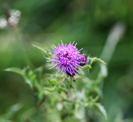 marsh thistle (Cirsium palustre)