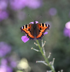 The small tortoiseshell (Aglais urticae)