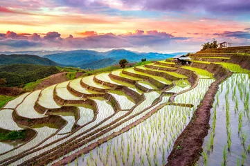 Fototapete Reisfelder Terrasse Reisfeld von Ban pa Bong Piang in Chiangmai, Thailand.