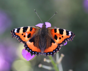 The small tortoiseshell (Aglais urticae)