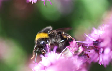 the buff-tailed bumblebee (Bombus terrestris)
