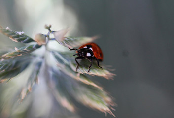  Asian ladybeetle (Harmonia axyridis)