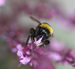 the buff-tailed bumblebee (Bombus terrestris)