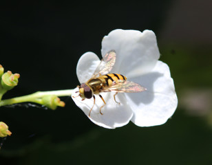 marmalade hoverfly (Episyrphus balteatus)