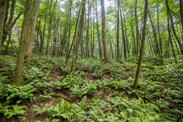 forest trees and ferns