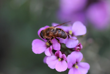 drone fly (Eristalis tenax)