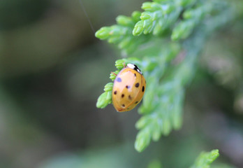  Asian ladybeetle (Harmonia axyridis)