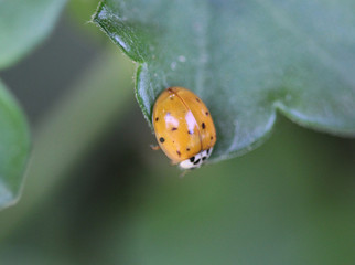  Asian ladybeetle (Harmonia axyridis)