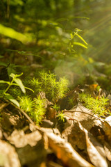 spiky moss with lens flare