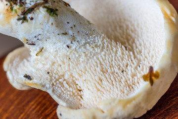 Hedgehog mushroom.