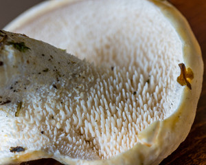 Hedgehog mushroom.