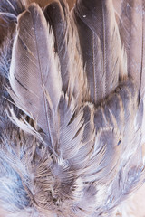 Macro closeup of dead sparrow with wings