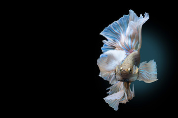 siamese fighting fish