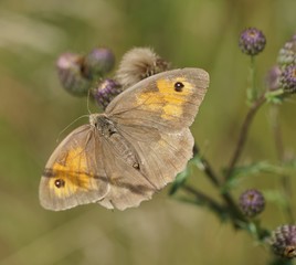 Großes Ochsenauge (Maniola jurtina)