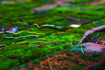 Closeup Background Dry leaf on Mos And roots