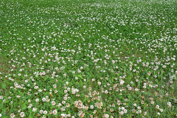 Green lawn with flowers of white clover