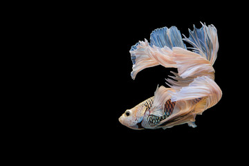 siamese fighting fish
