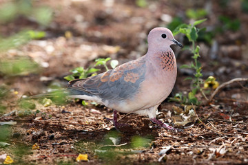 The laughing dove (Streptopelia senegalensis) sitting on the ground