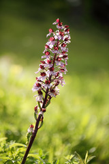 Orchis purpurea, the lady orchid