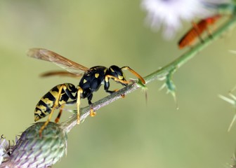 Gallische Feldwespe (Polistes dominula) sucht nach einer Beute