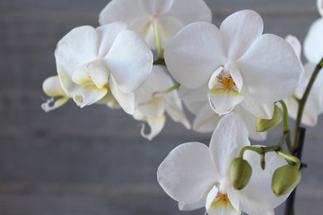 White orchid with concrete background