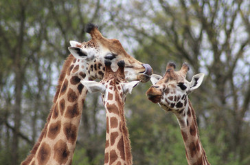 The Rothschild's giraffe (Giraffa camelopardalis rothschildi)
